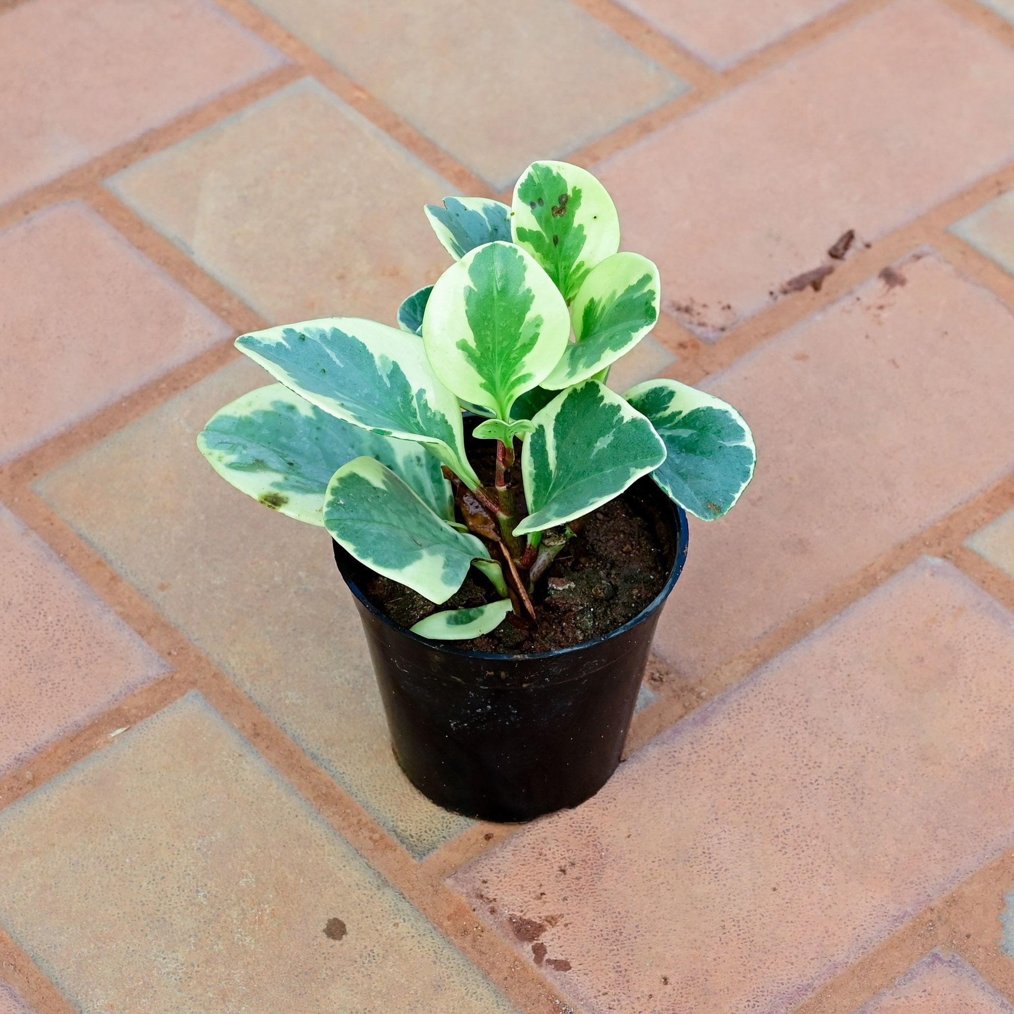 Peperomia / Radiator Variegated in 4 Inch Nursery Pot