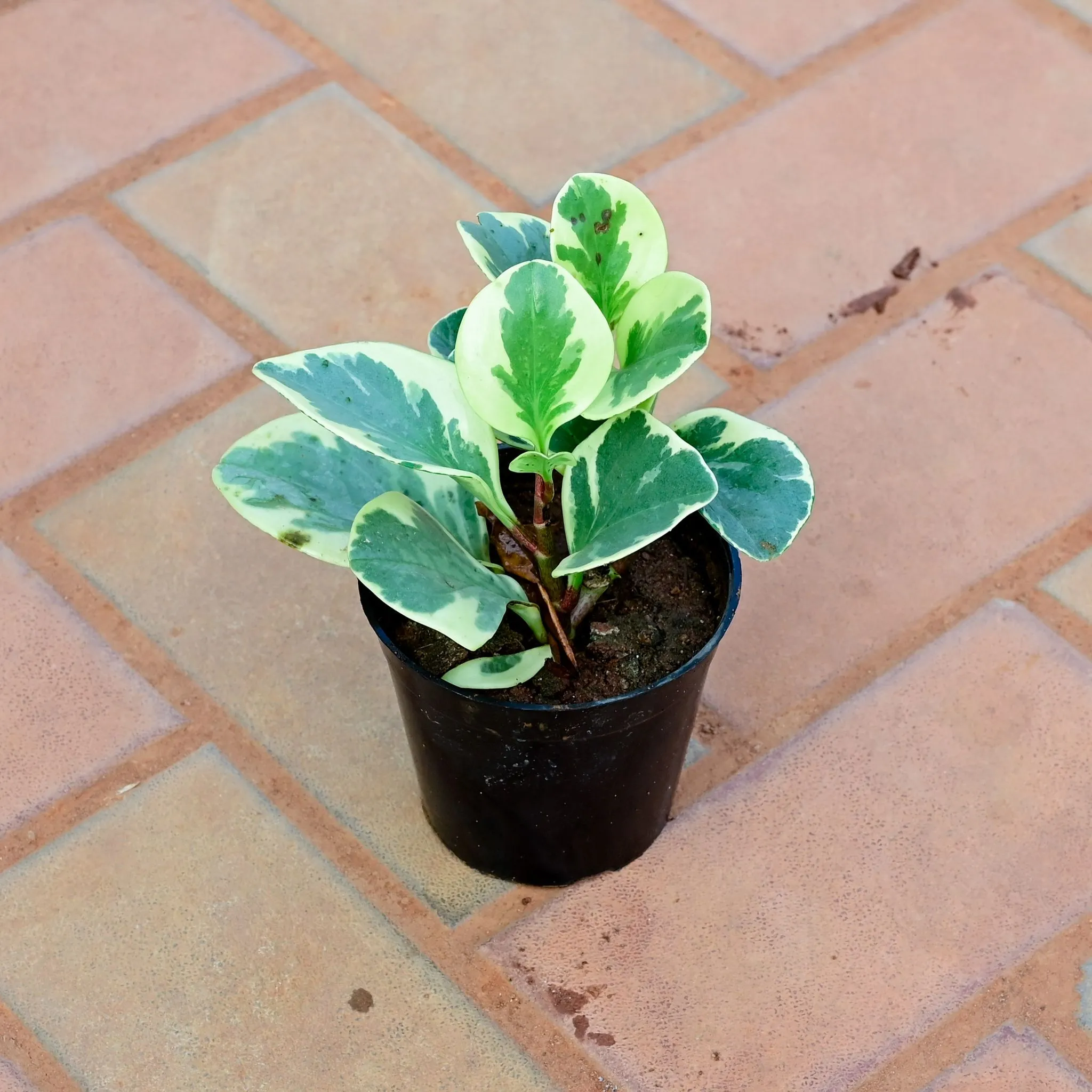 Peperomia / Radiator Variegated in 4 Inch Nursery Pot
