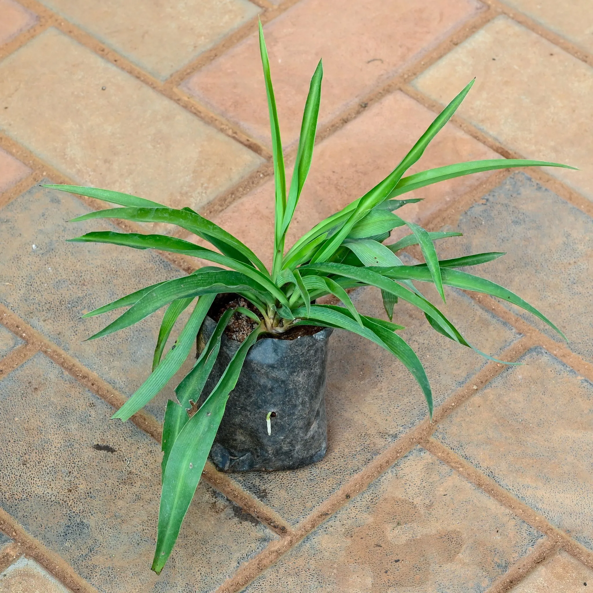Spider Green in 3 Inch Nursery Bag