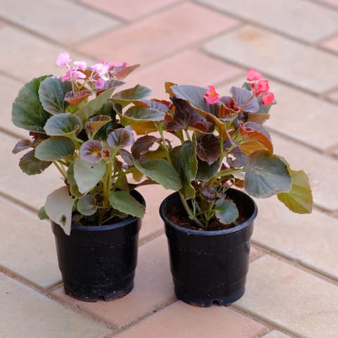 Set of 2 - Begonia (Pink & Red) in 4 Inch Nursery Pot