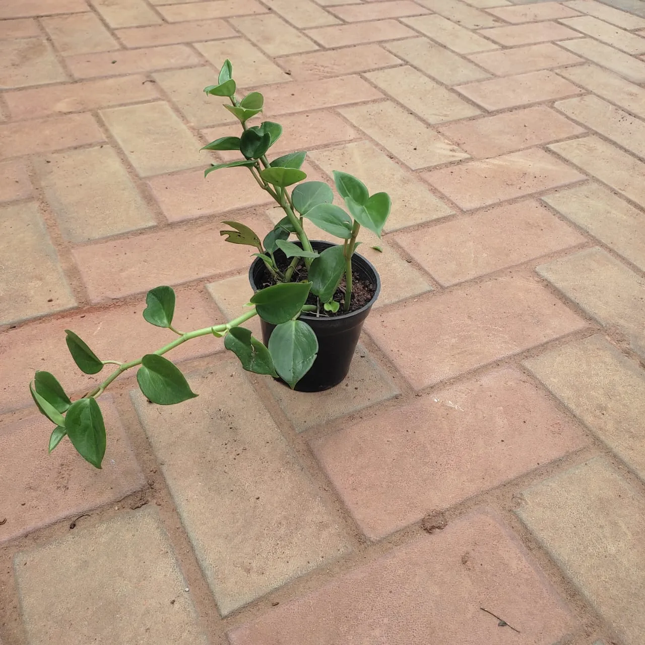 Money Plant Variegated in 3 Inch Nursery Pot