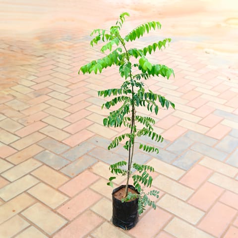 Curry Patta (~ 1 Ft ) in 4 Inch Nursery Bag