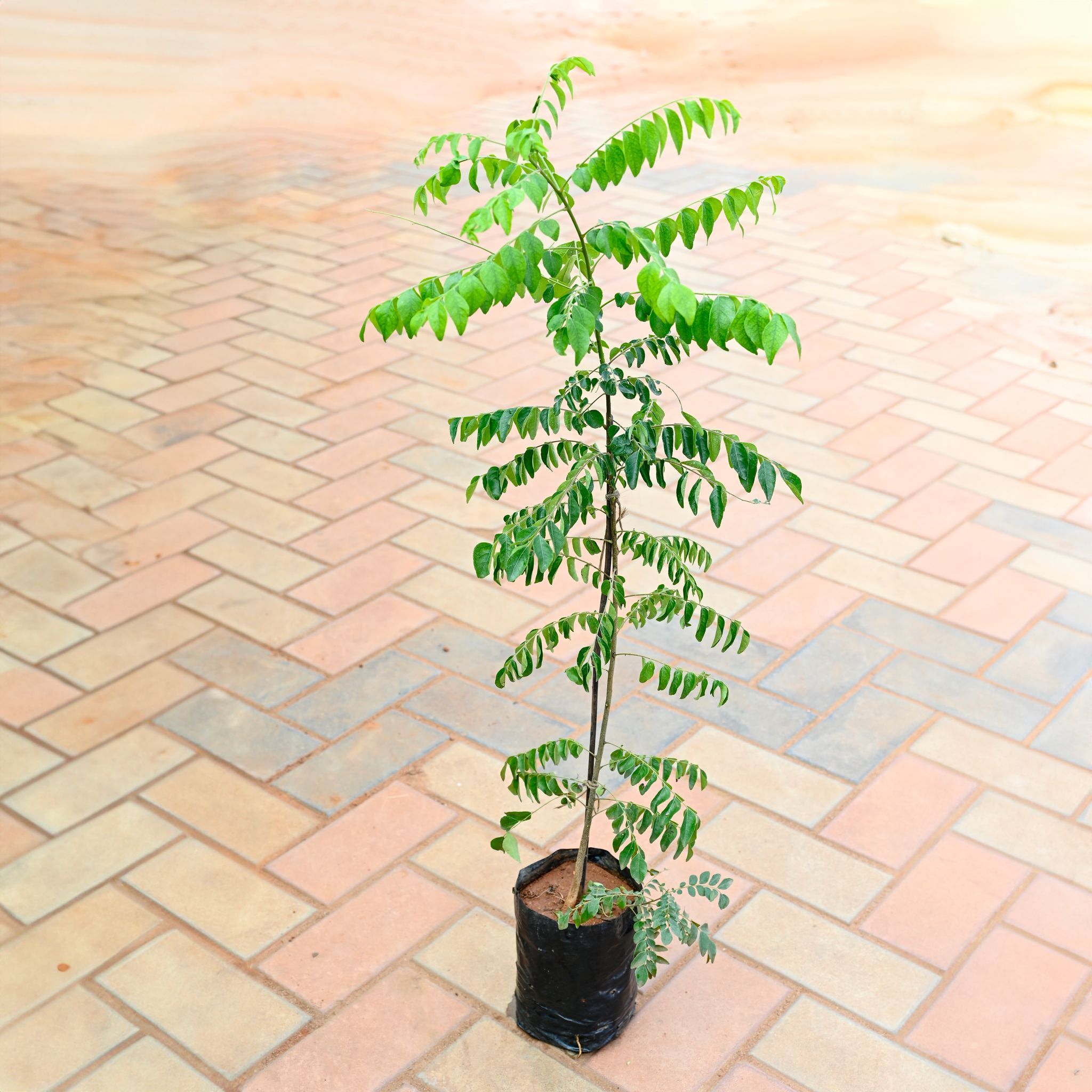 Curry Patta (~ 1 Ft ) in 4 Inch Nursery Bag