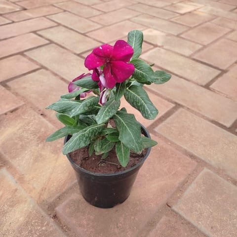 Vinca / Periwinkle / Sadabahar Red in 4 Inch Nursery Pot