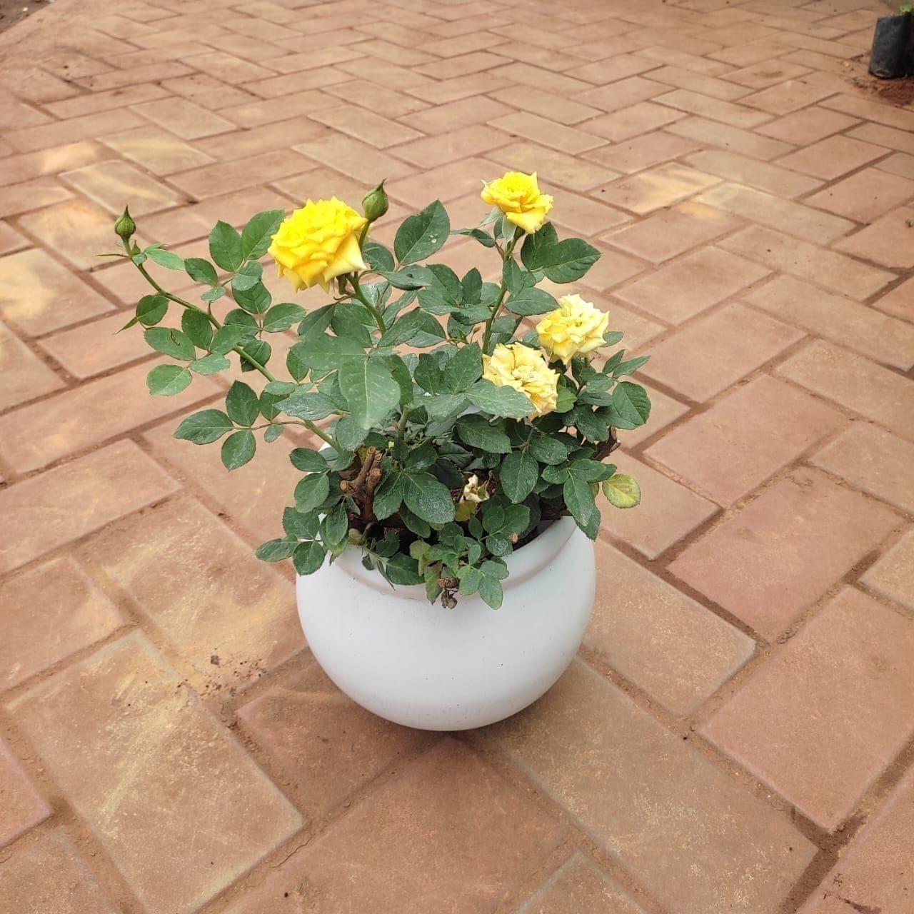 Rose Yellow in 8 Inch Ceramic Matki Pot ( Any Colour )