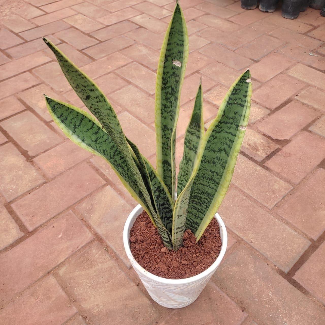 Snake Plant (~ 1 Ft ) in 7 Inch White Elegant Balti Ceramic Pot