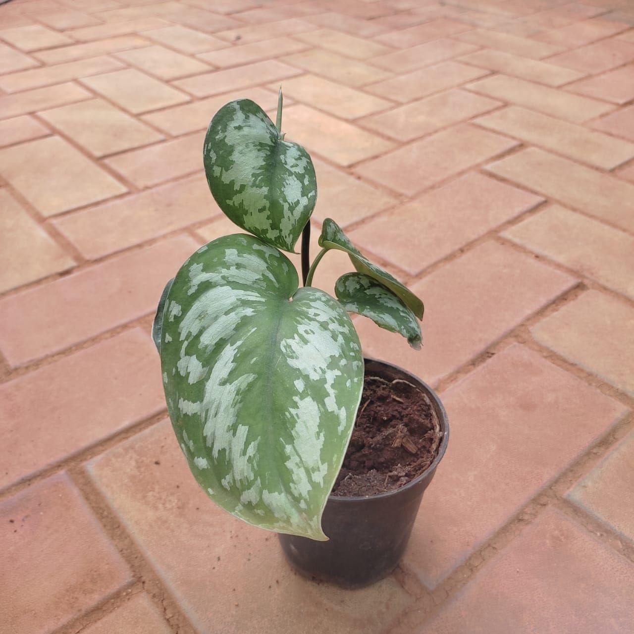 Satin Pothos in 4 Inch Nursery Pot