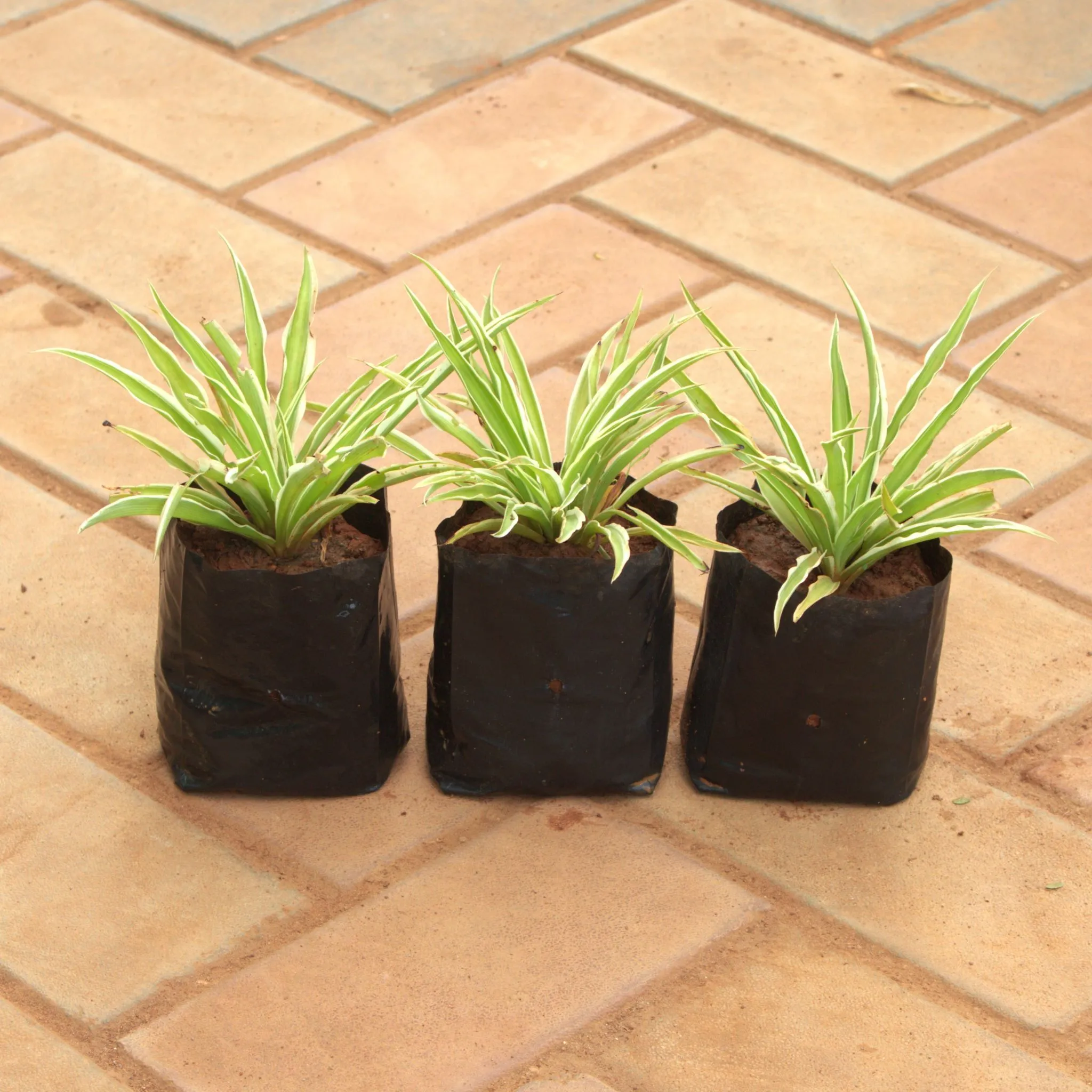 Set Of 3 - Spider in 4 Inch Nursery Bag