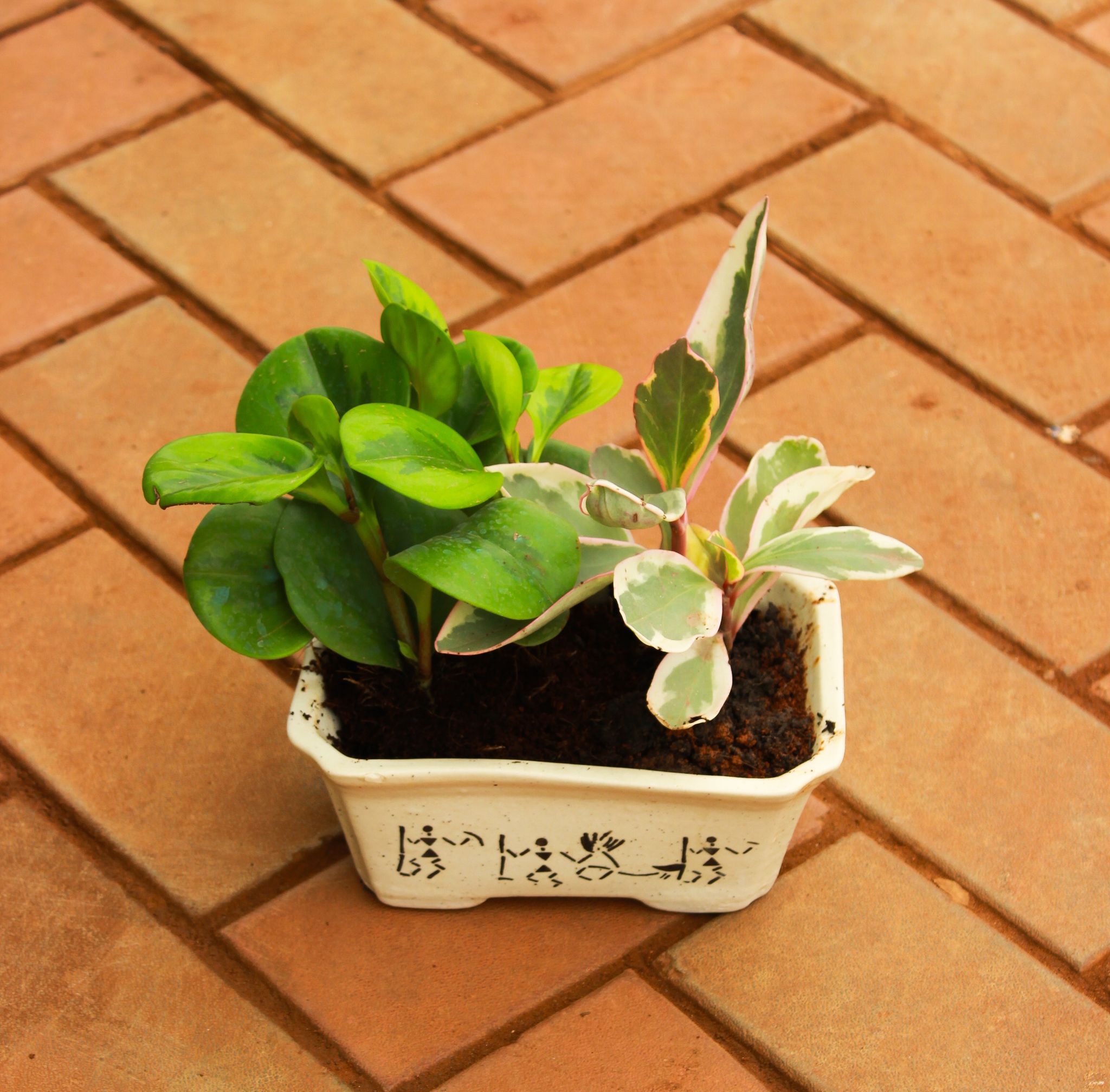 Peperomia / Radiator Plant Green & White-Pink in 5 Inch Beige Ceramic Tray