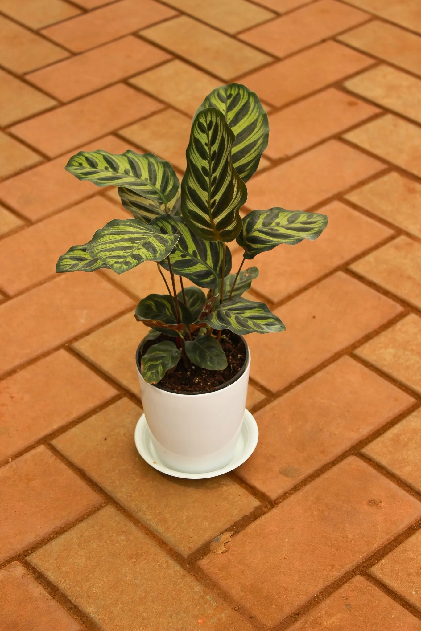 Calathea Zebrina in 5 Inch White Premium Sphere Plastic Pot With Tray
