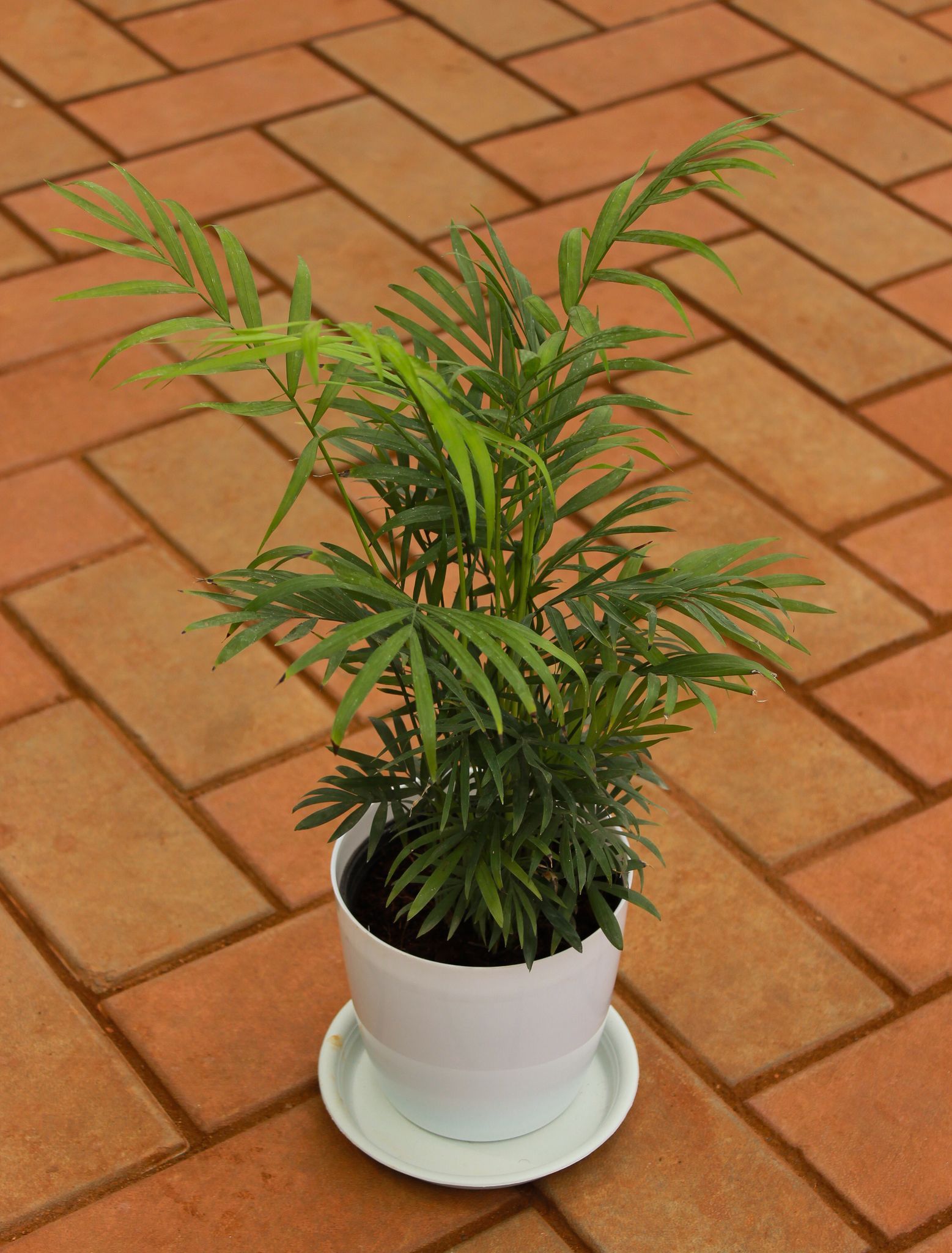 Gift Ready - Chameadorea Palm in 5 Inch White Premium Sphere Plastic Pot With Tray