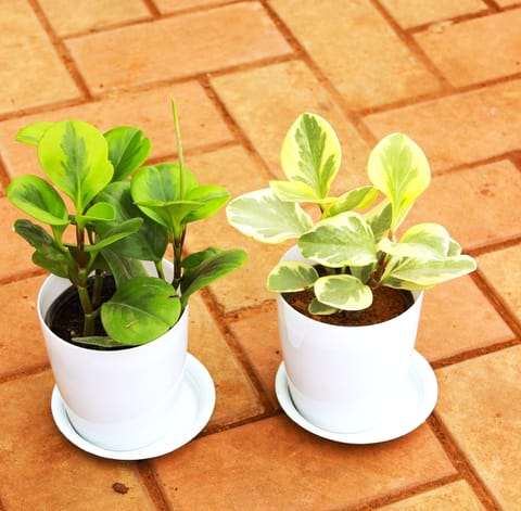 Set of 2 - Peperomia / Radiator Plant (Green & White-Green) in 5 Inch White Premium Sphere Plastic Pot With Tray