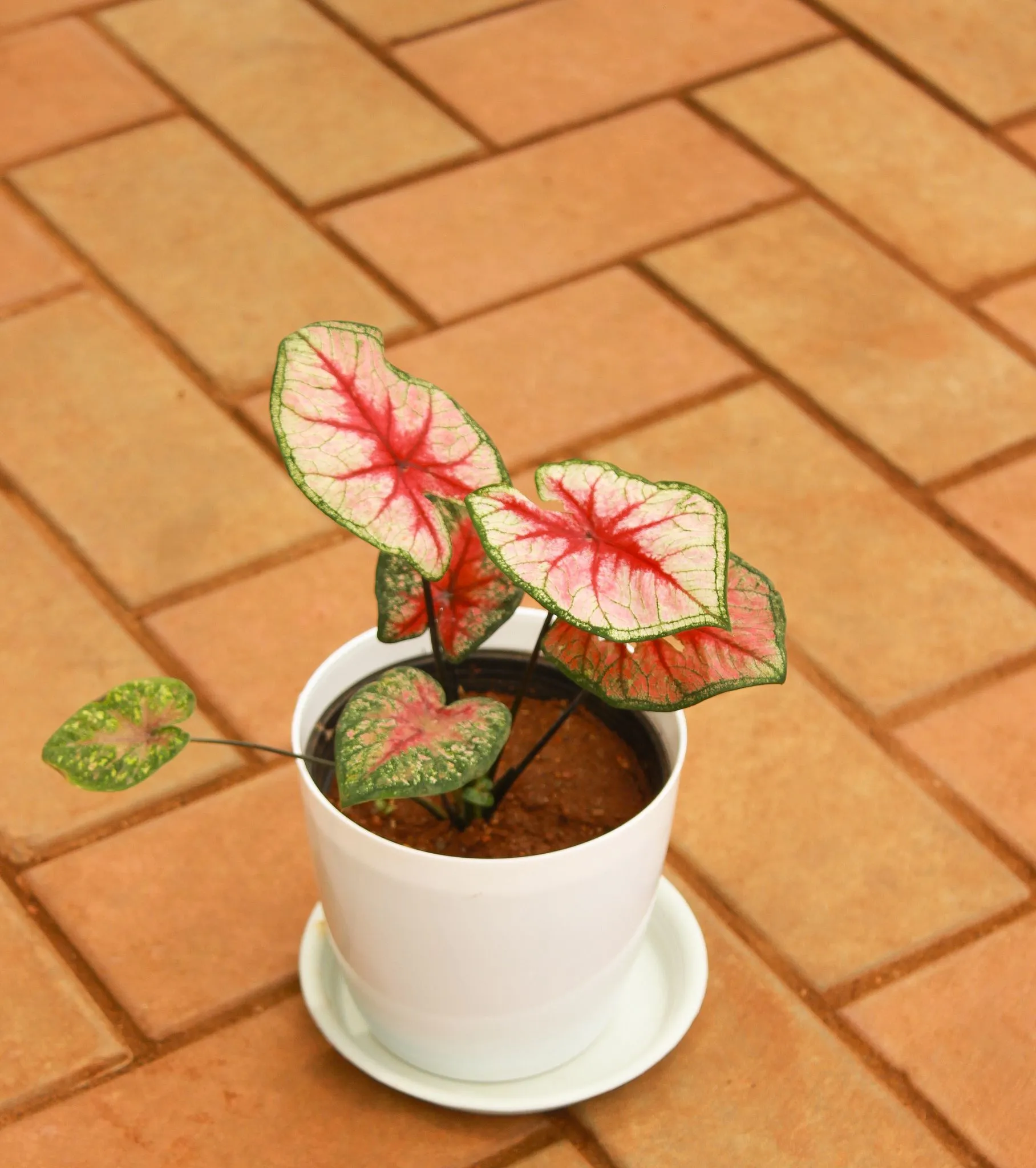 Caladium / Heart of Jesus Red Tip in 5 Inch White Premium Sphere Plastic Pot With Tray