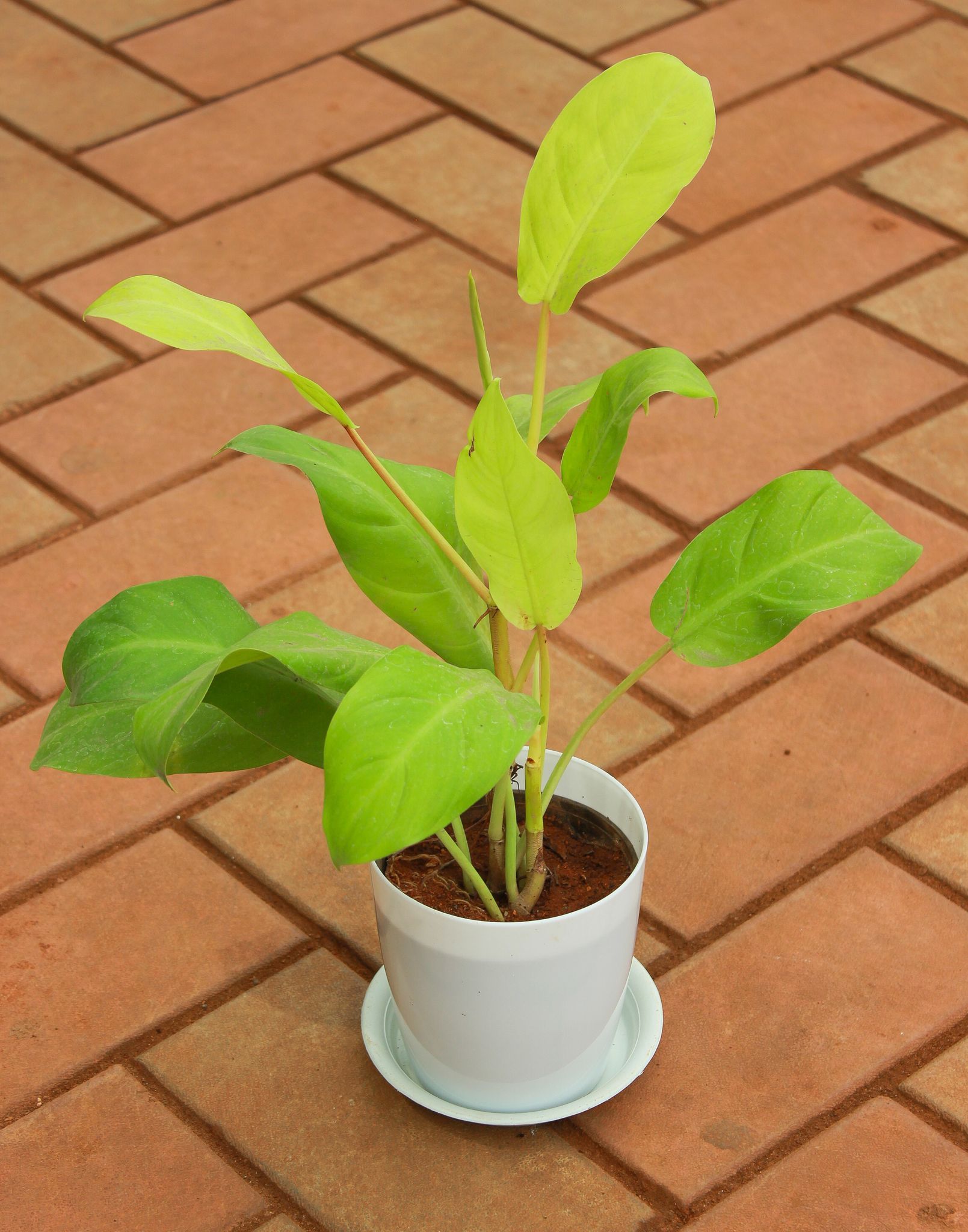 Philodendron Green in 5 Inch White Premium Sphere Plastic Pot With Tray