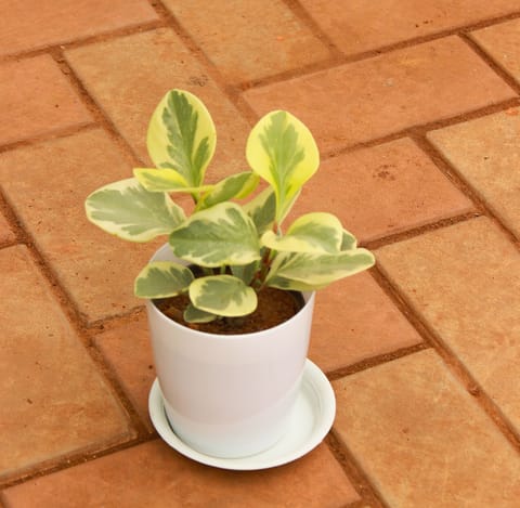 Gift Ready - Peperomia / Radiator Plant White-Green in 5 Inch White Sphere Premium Pot With Tray - Best Exotic Indoor Plant With a Chic Bag