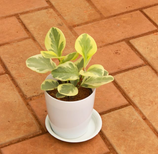 Gift Ready - Peperomia / Radiator Plant White-Green in 5 Inch White Sphere Premium Pot With Tray - Best Exotic Indoor Plant With a Chic Bag