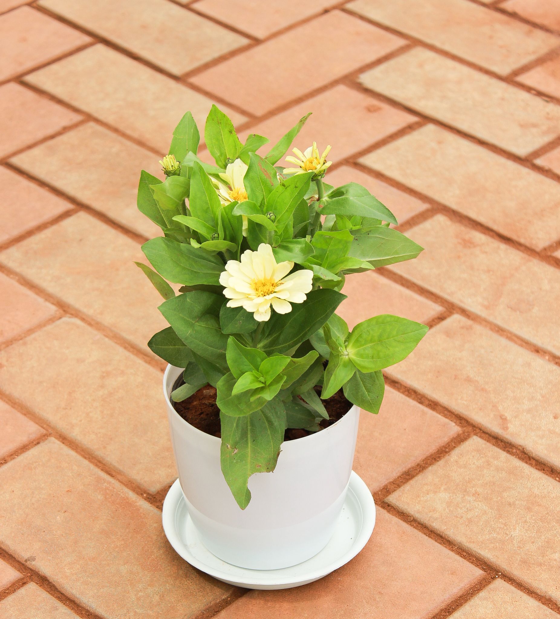 Zinnia White in 5 Inch White Premium Sphere Plastic Pot With Tray