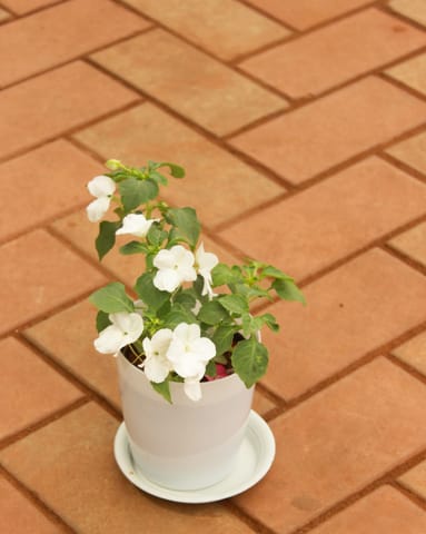 Impatient Balsamina White in 4 Inch White Sphere Premium Pot With Tray