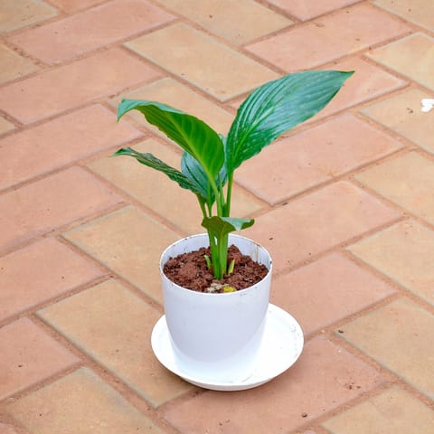 Gift Ready - Peace Lily in 5 Inch White Premium Sphere Plastic Pot with Tray - Best Air Purifying Indoor Plant With a Chic Bag