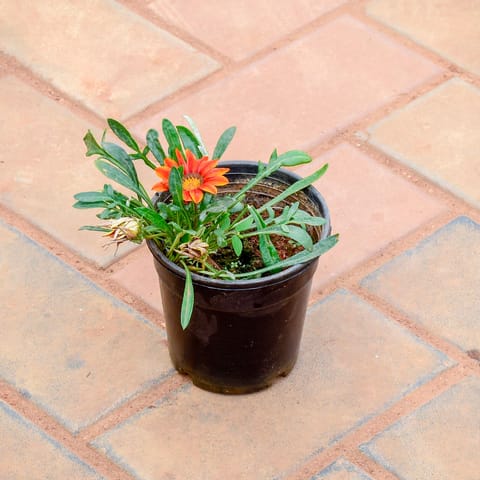 Gazania Orange in 5 Inch Nursery Pot