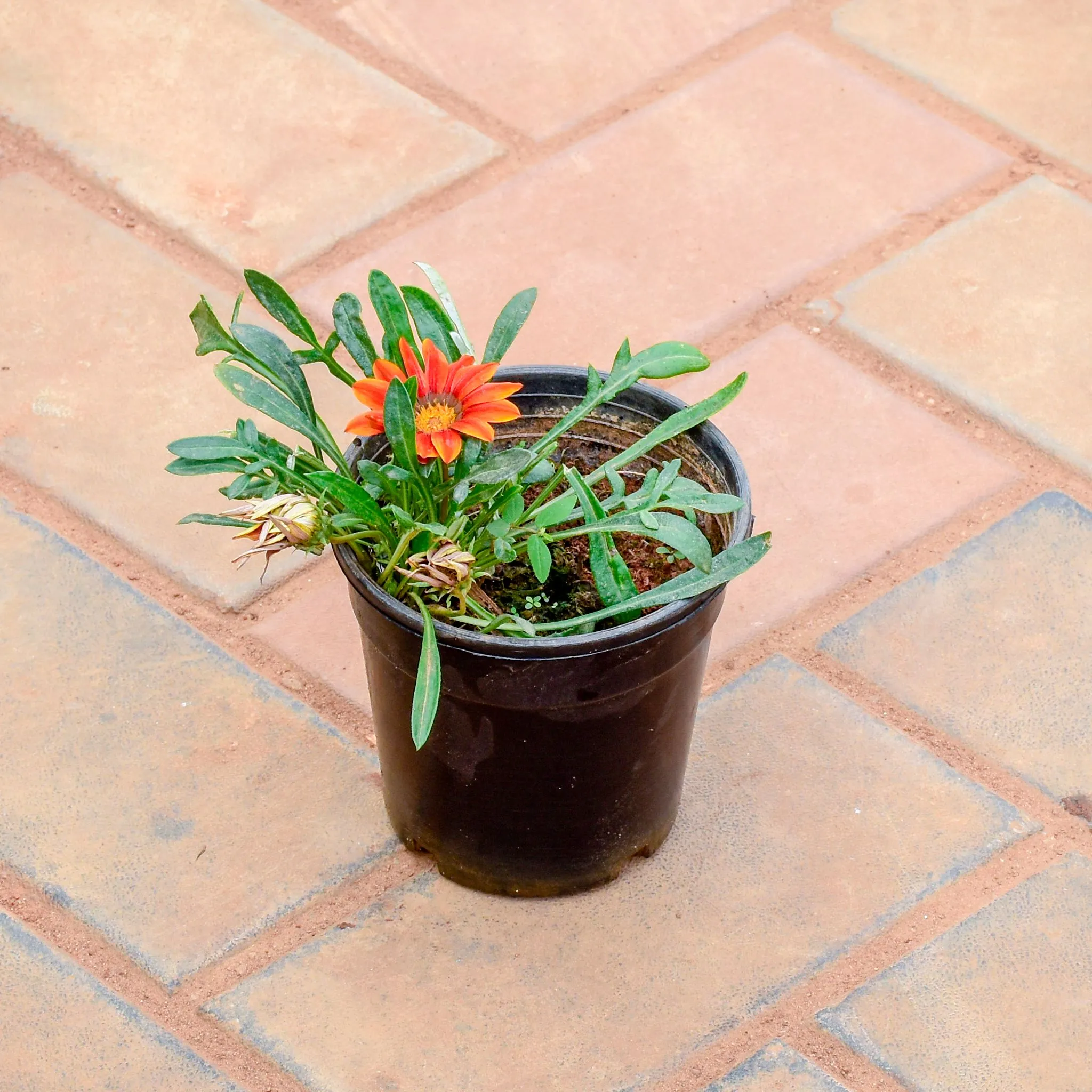 Gazania Orange in 5 Inch Nursery Pot