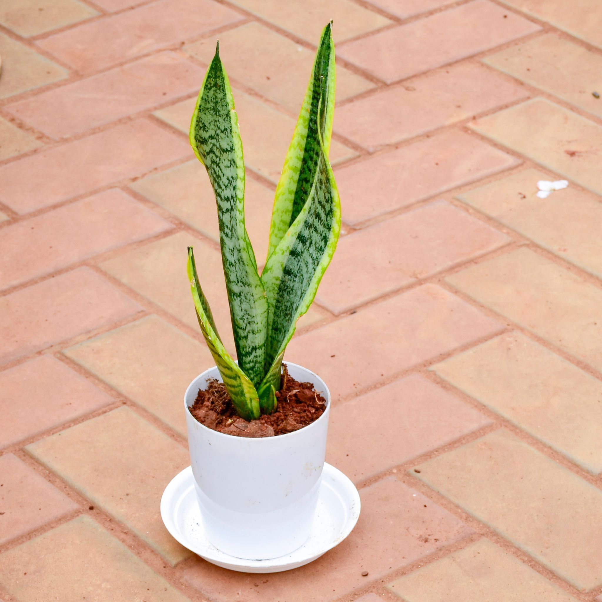 Gift Ready - Snake Long (~ 1.5 Ft) in 5 Inch White Premium Sphere Plastic Pot with Tray With a Chic Bag