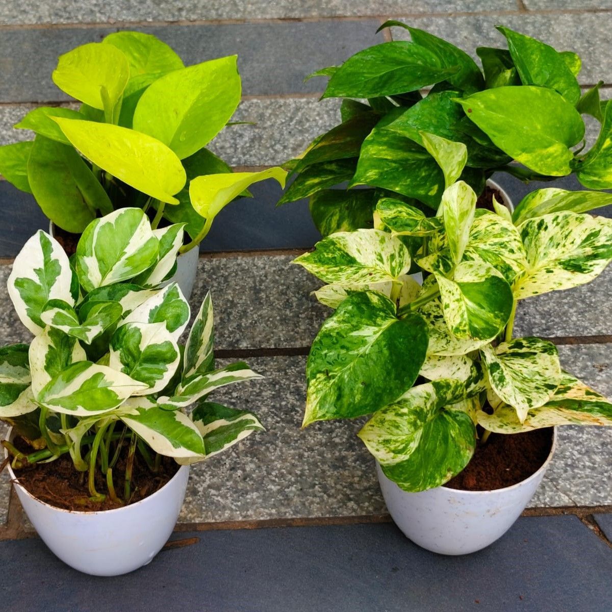 Set of 4 - Money Plant - (Golden, Njoy, Marble & Green) in 4 Inch White Premium Orchid Round Plastic Pot