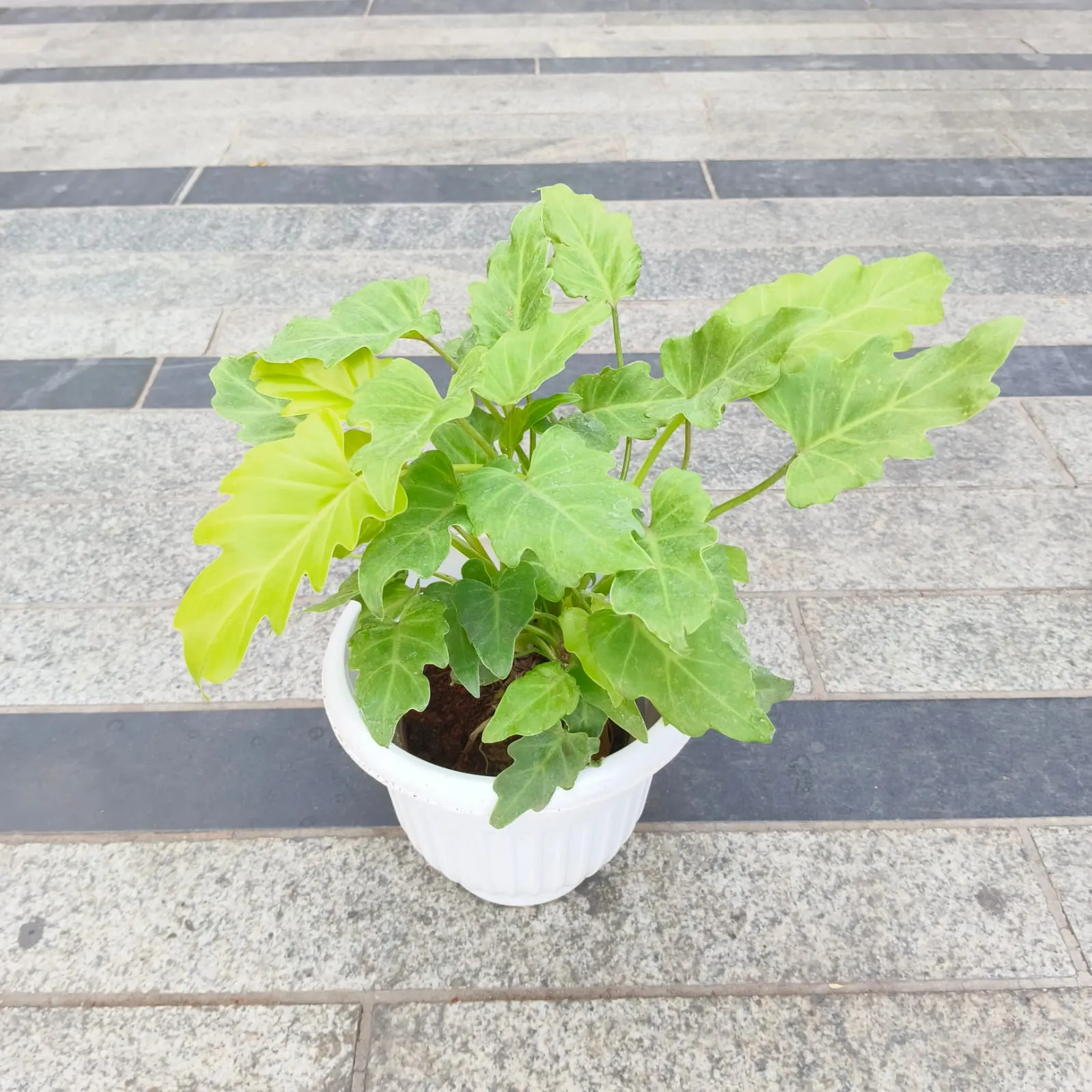 Xanadu Golden in 8 Inch White Olive Plastic Pot
