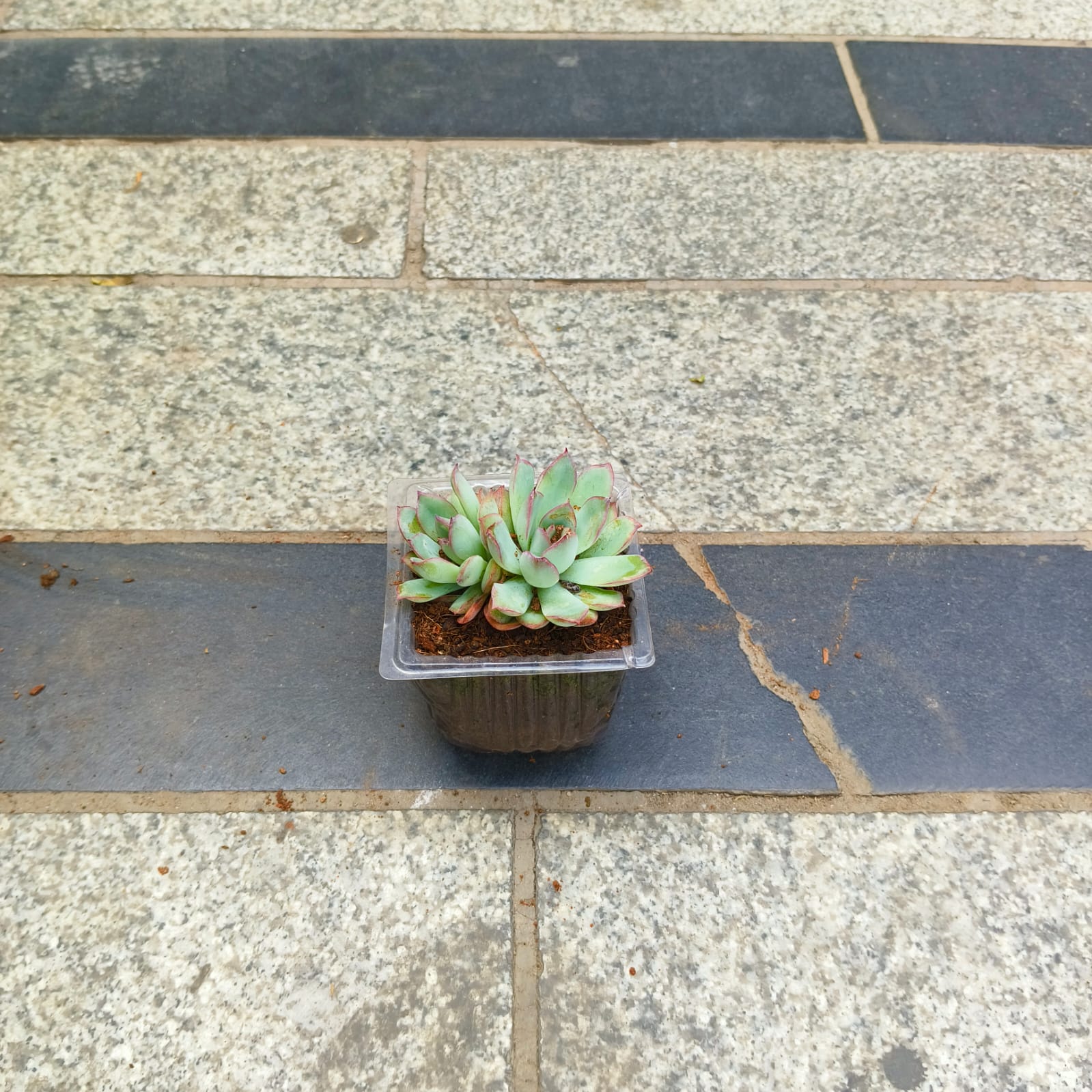 Echeveria Apus in 3 inch Nursery Bag
