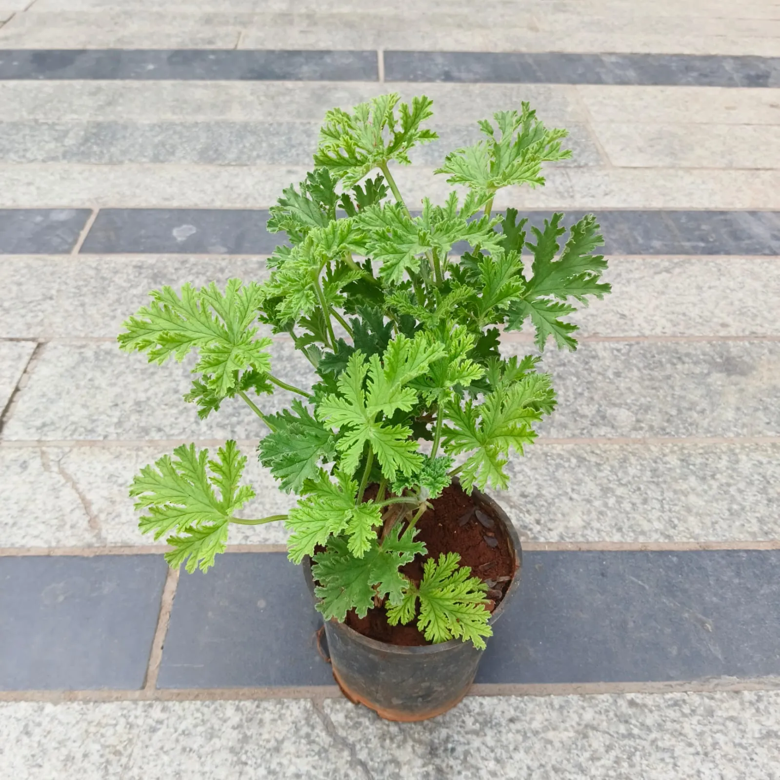 Paneer Patra in 4 Inch Nursery Pot