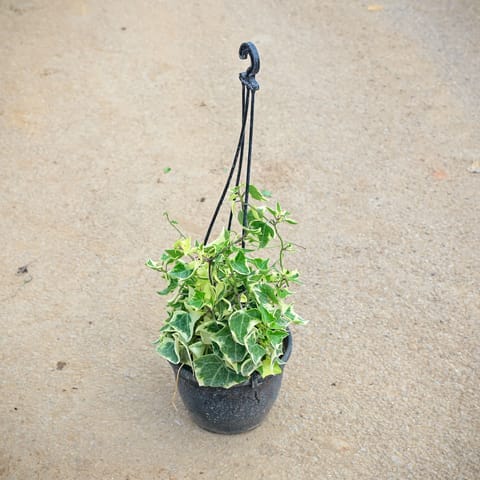 English Ivy Succulent in 7 Inch Black Hanging Pot