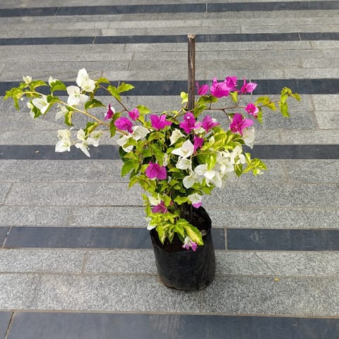Bougainvillea Multicolour in 5 Inch Nursery Bag