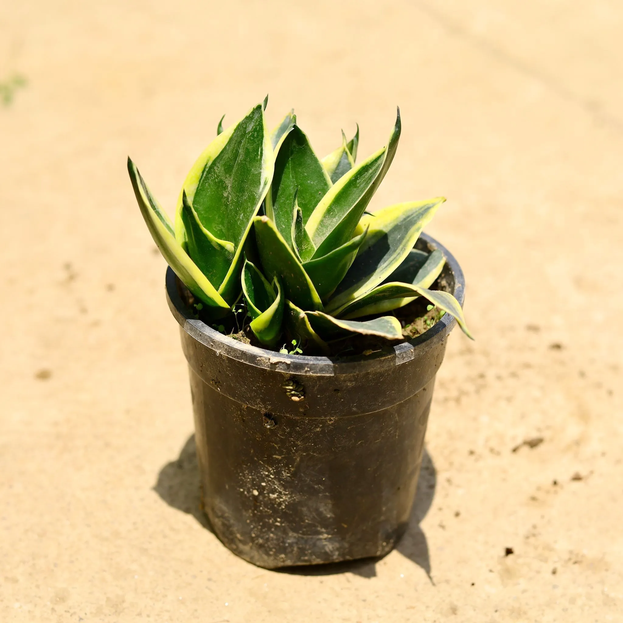 Snake Dwarf in 5 Inch Nursery Pot