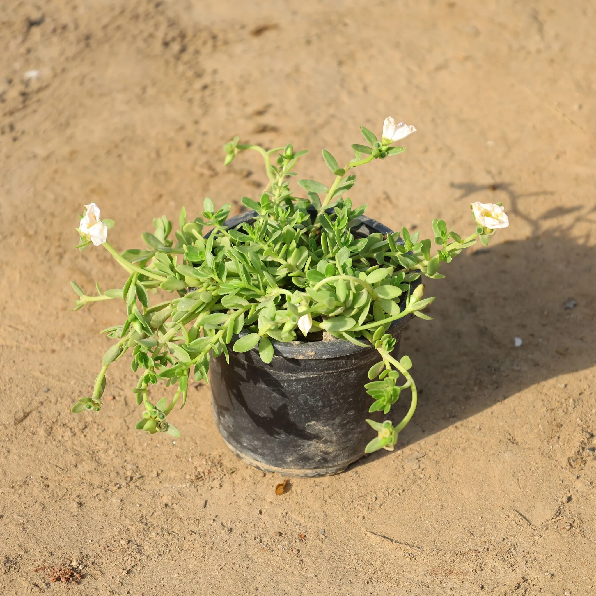 Kulfa / Common Purslane (Any Colour) in 4 Inch Nursery Pot