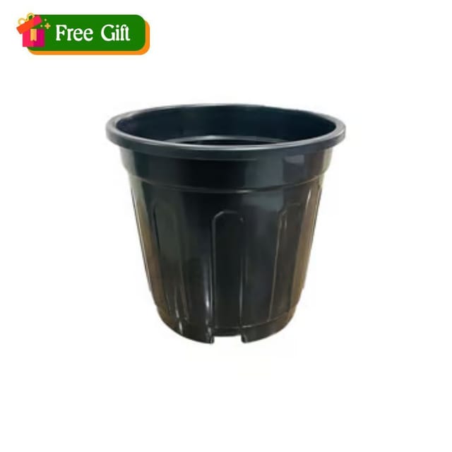 6 Inch Black Super Nursery Pot