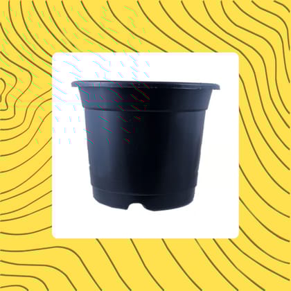 Free Gift - 4 Inch Black Nursery Pot - Flash Sale