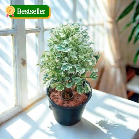 Aralia Variegated in 4 Inch Nursery Pot