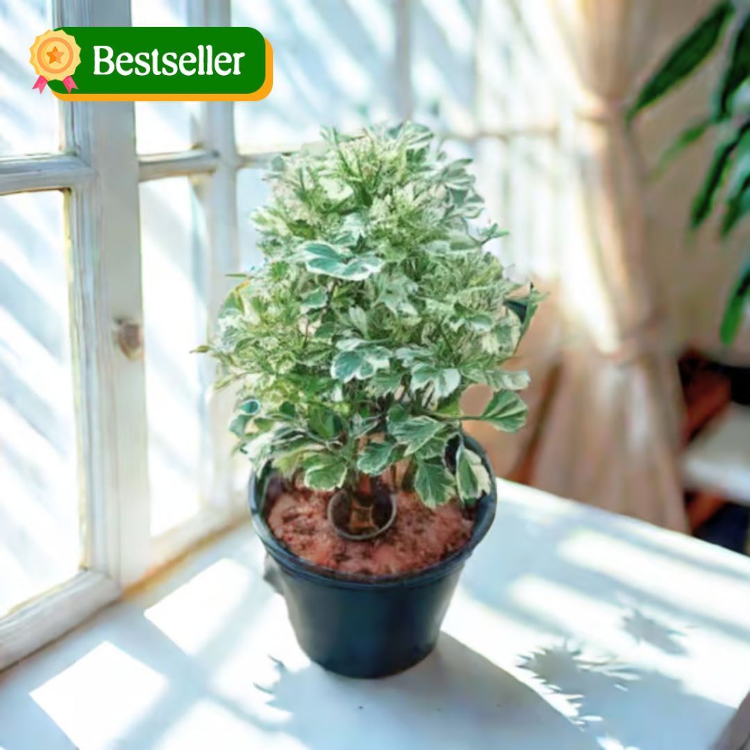 Aralia Variegated in 4 Inch Nursery Pot