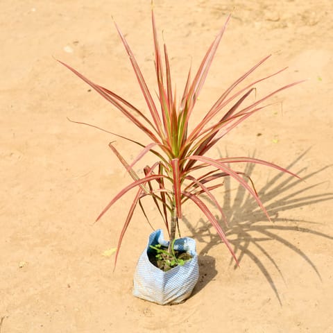 Dracaena Colorama / Marginata Red in 4 Inch Nursery Bag