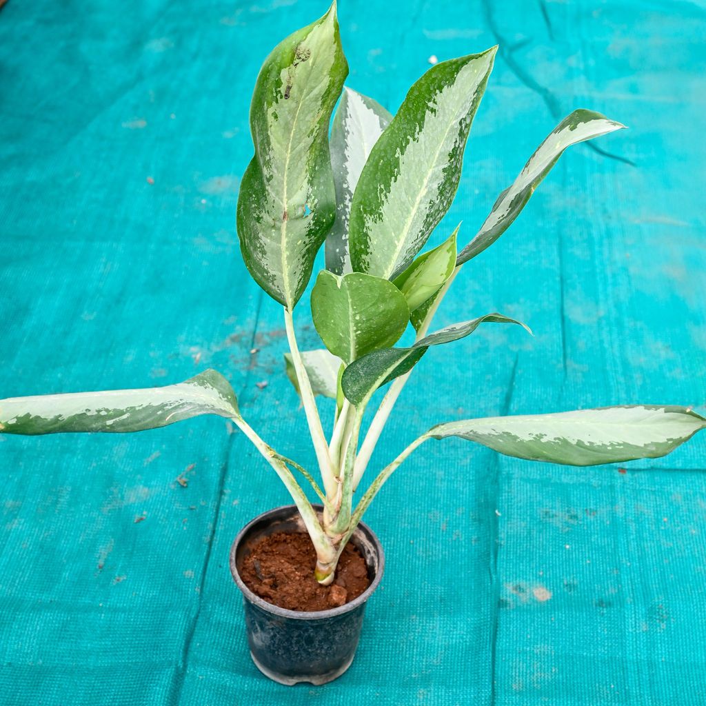 Aglaonema Green in 6 Inch Nursery Pot Aglaonema Green in 6 Inch Nursery Pot