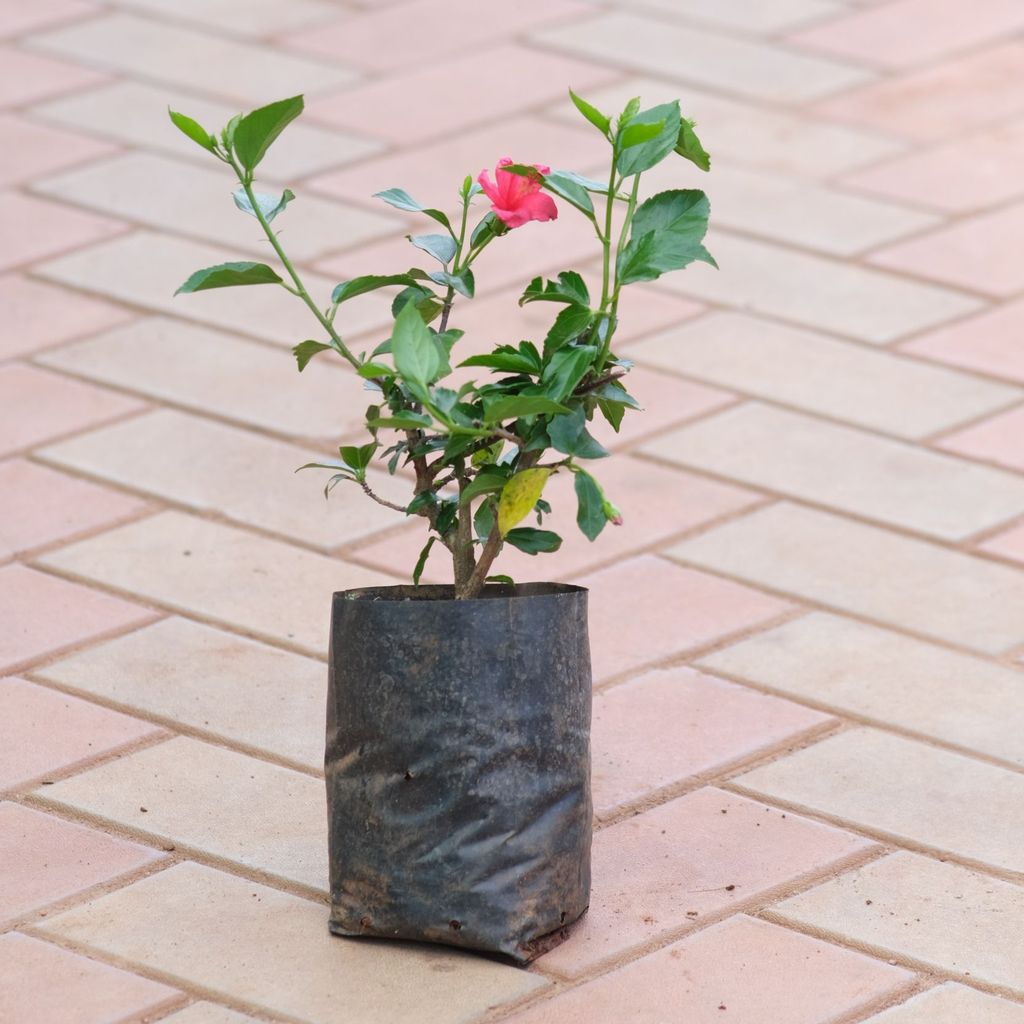 Hibiscus / Gudhal China Pink in 5 Inch Nursery Bag Hibiscus / Gudhal China Pink in 5 Inch Nursery Bag