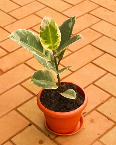 Rubber Green in 7 Inch Classy Red Plastic Pot with Tray