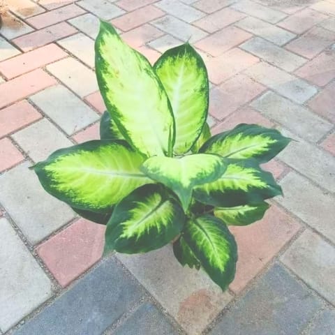 Dieffenbachia White in 6 Inch Nursery Pot