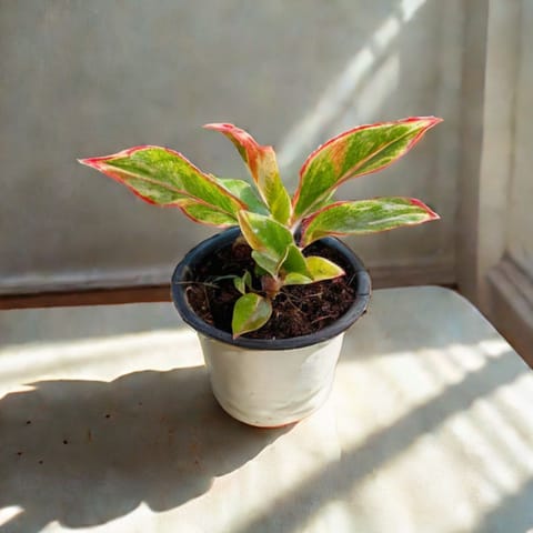 Aglaonema Lipstick in 4 Inch Nursery Pot