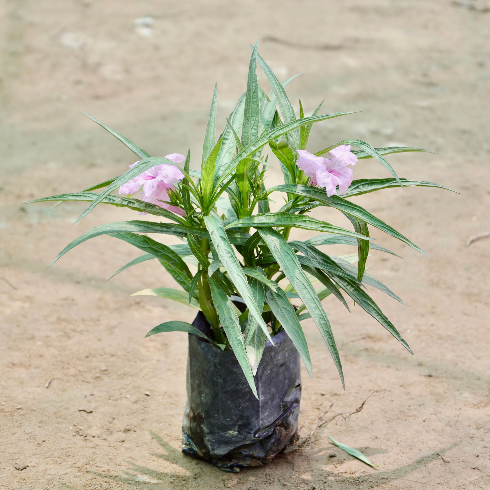 Ruellia (Any Colour) in 4 Inch Nursery Bag
