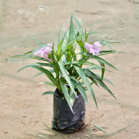 Ruellia (Any Colour) in 4 Inch Nursery Bag