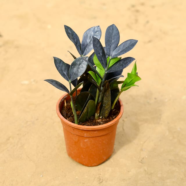 Zz Black in 4 inch Nursery Pot
