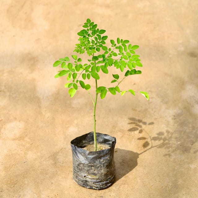 Saijan / Moringa / Drumstick in 4 Inch Nursery Bag