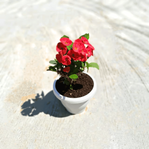 Euphorbia Mili in 8 Inch Classy White Plastic Pot