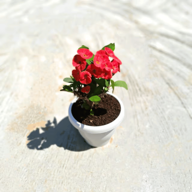 Euphorbia Mili in 8 Inch Classy White Plastic Pot
